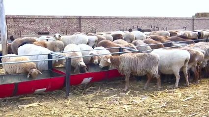 念好“羊”經發“羊財”——畜牧漁業飼料銷售的創新與發展