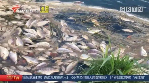 污水泄漏殃及養殖業，饒平食品廠被查實卻賠償無門，養殖戶百萬元損失何去何從？